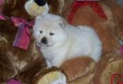 Beautiful KC registered Chow Chow pups