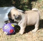 Beautiful Pug puppies ready now